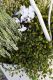 Die harmonische grün-weiße Bepflanzung wirkt elegant und stylisch: Erica darleyensis (rechts), weißblühende Callunen (links) und eine Erica gracilis (hinten) werden um ein Alpenveilchen gepflanzt, davor eine Mühlenbeckia.