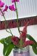 Aus Blüten mach Blätter: Mit etwas Geschick können die Zweige der Erica gracilis so mit Draht gebunden werden, dass sie wirken wie die Blätter einer Orchidee.