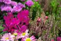 Callunen, Alpenveilchen und Margeriten in Pink und Rosa sorgen nicht nur für Farbe, sondern auch für Abwechslung im Topf und Vorgarten.