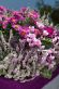 Durch verschiedene Schattierungen und Blütenformen von Heide, Astern und Alpenveilchen wirkt die Kombination harmonisch. Das lilafarbene Filzband sorgt für einen schönen Kontrast zu dem grauen Fiberglaskübel.